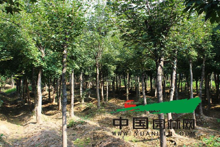 野生苗木资源的合理开发与利用 - 植保 - 中国园林网