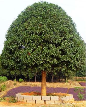 基地专供绿化苗木5-30公分精品丹桂-「乔木」-