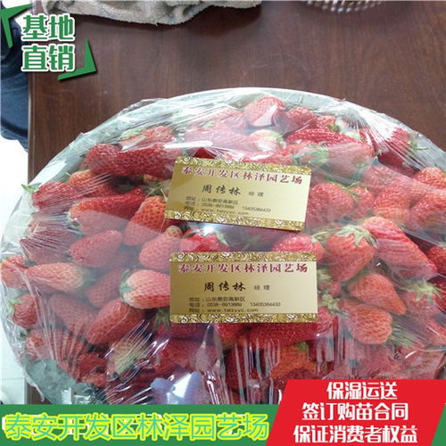 甜宝草莓苗价格,甜宝草莓苗批发,甜宝草莓苗多少钱一棵