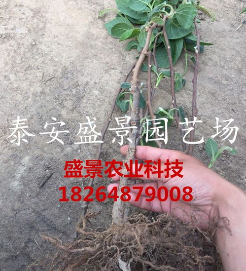 【广东红心猕猴桃树苗种植基地】-