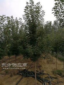 红点红枫厂家 山东韵可园林绿化苗木 茂名红点红枫图片